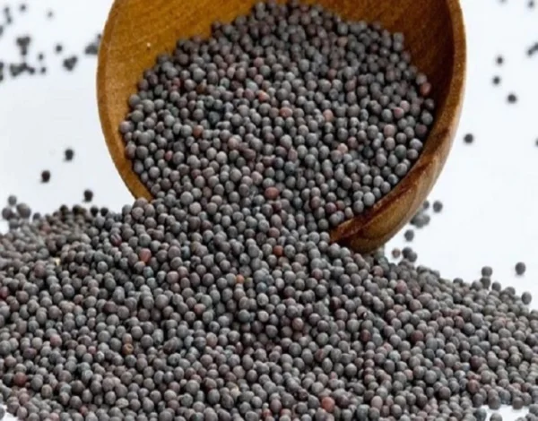 Black Mustard Seeds (काली सरसों के बीज)