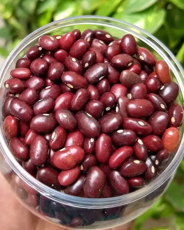 Rajma Red