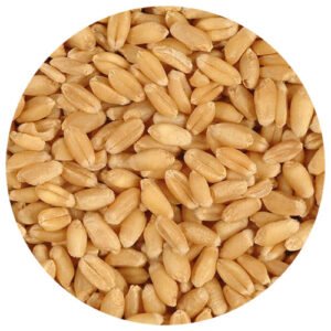 Annapurna Wheat M.P.