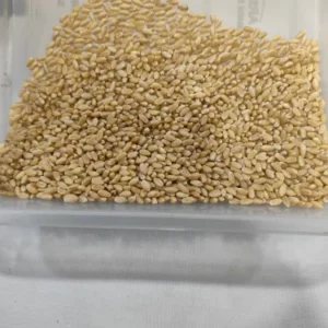 Bhojan Samrat Wheat (M.P.)