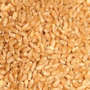 Wheat Tanatan (M.P.)